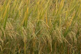 Sumsel targetkan 3,5 juta ton padi pada 2025, 50 persen untuk nasional