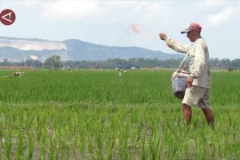 Pupuk Indonesia tingkatkan produktivitas petani melalui program Makmur