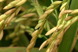 Upaya pemerintah kawal kualitas gabah  di Sumsel agar sesuai HPP