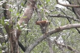 Menjaga rimbun mangrove di Kalimantan sebagai rumah Bekantan