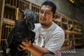 Budi daya ayam cemani tembus pasar ekspor