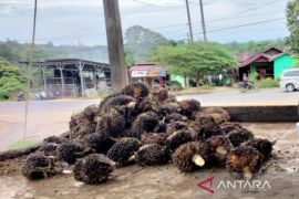 Harga jual TBS sawit di Bengkulu periode Februari Rp2.640 per kg