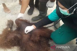 Orang utan di Palangka Raya mati tersengat listrik