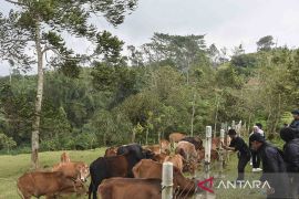 Wisata mini Ranch Sapi Pasundan di Ciamis
