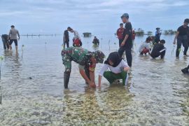 Kodim bersama pelajar tanam bibit pohon mangrove di Majene