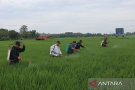 Diskatan Kuningan menggencarkan Gerdal OPT jaga produktivitas padi