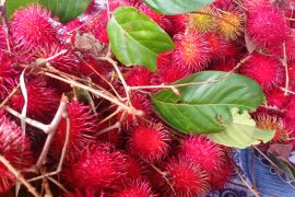Yuk, wisata panen rambutan di Lebak Banten