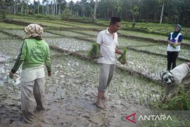 Puluhan hektare lahan padi di Palas masuki musim tanam