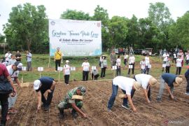 BI nilai padi gogo dorong harga pangan di Bali stabil