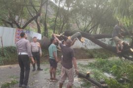 Polres Jayapura membantu bersihkan pohon tumbang di Sentani