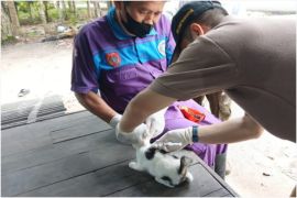 Distan Kobar selesaikan 1.500 vaksinasi rabies sepanjang 2024