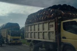 Harga sawit untuk seminggu ke depan  di Riau turun Rp59,59/kg