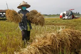 Nilai tukar petani Aceh turun 0,80 persen pada Januari 2025