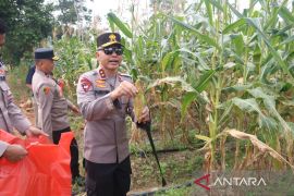 Polda Babel panen 10 ton jagung manis program ketahanan pangan