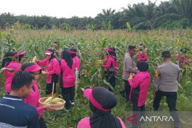 Polres Palas panen jagung bersama Bhayangkari