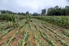 Banjir di Bengkayang mengakibatkan kerugian Rp17 miliar di sektor pertanian
