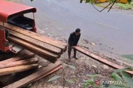 BKSDA amankan dua kubik kayu ilegal logging di kawasan SM Malampah (Video)