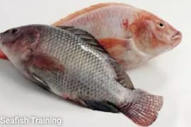 Regal Springs Raih Penghargaan Atas Metode Panen Ikan Tilapia yang Beretika