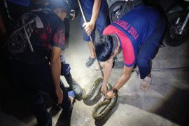 Musim hujan dan rusaknya habitat memicu hewan liar masuk permukiman