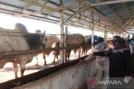 Kalsel tambah 22 ribu induk sapi untuk swasembada daging
