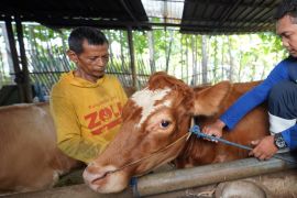 Madiun intensifkan pemberian vaksinasi PMK pada hewan ternak