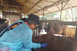 DKPP Bintan mulai vaksinasi ternak sapi guna cegah PMK