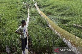Dampak angin siklon tropis taliah di Ciamis