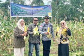 Lapas Suliki lakukan panen raya 1 ton jagung garapan narapidana