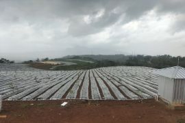 TNI AD dan ketahanan pangan