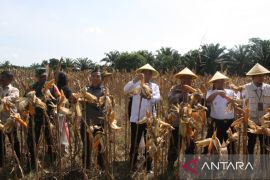 Panen jagung perdana  di Penajam dukung ketahanan pangan nasional