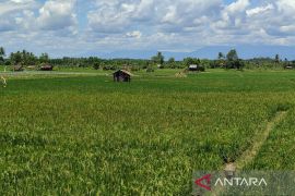 Pemkot Bengkulu ajukan bantuan bibit padi untuk 1.004 petani