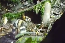 Langka! Pendaki temukan kelinci belang Sumatra yang hampir punah di jalur pendakian