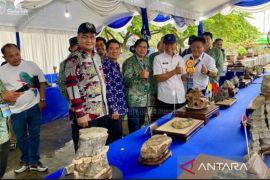 Ratusan bonsai ditampilkan  pada pameran Nasional di Samarinda