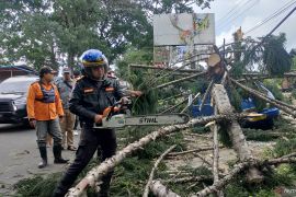 Polres Cianjur koordinasi pemangkasan pohon tua rawan tumbang