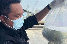 Karantina pastikan tumbuhan dan hewan masuk Merauke bersertifikat