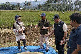 Bulog Lampung serap 1.800 ton setara beras hasil panen petani