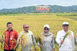 BSIP Gorontalo berkomitmen tingkatkan produktivitas  pertanian