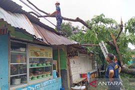 Akibat angin kencang, pohon tumbang timpa warung warga di Baubau