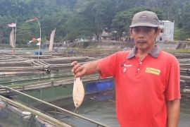 Ribuan ikan keramba di Telaga Ngebel mati mendadak