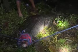 BKSDA Maluku  evakuasi buaya di tambak ikan Unpatti Ambon