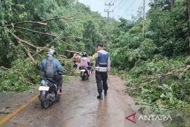 Bhabinkamtibmas Polres Baubau atur lalu lintas macet akibat pohon tumbang