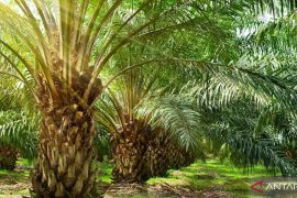 Pakar Hukum Kritisi Perpres Penertiban Kawasan Hutan