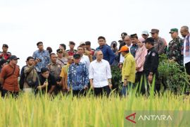 Harga gabah dari petani tidak boleh dibeli di bawah HPP