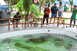 Wisata edukasi konservasi penyu di Pulau Serangan