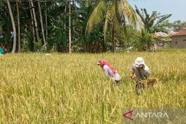 Penyerapan maksimal GKP saat musim panen stabilkan harga