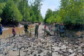 TNI dan warga Berau mitigasi iklim  melalui penanaman mangrove