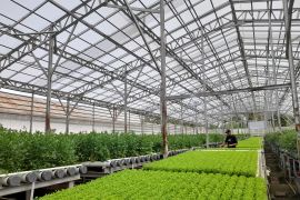 Pemkab Serang dukung inovasi greenhouse tarik minat petani muda