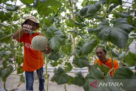 Budi daya melon hidroponik di Indramayu