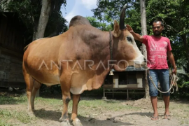 Aceh perlu perluas dan kembangkan pembibitan sapi unggul khas