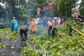 Cuaca ekstrem sebabkan sejumlah pohon  tumbang di Kabupaten Tabanan